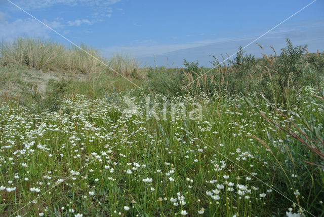 Parnassia (Parnassia palustris)