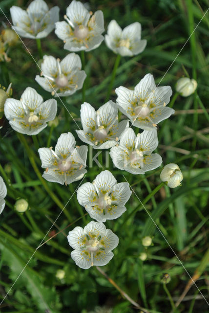 Northern Grass-of-parnassus (Parnassia palustris)