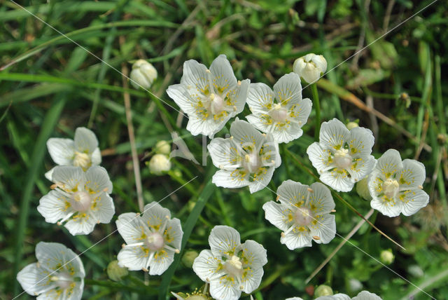 Northern Grass-of-parnassus (Parnassia palustris)