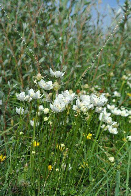 Northern Grass-of-parnassus (Parnassia palustris)