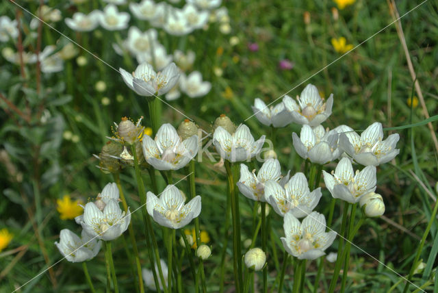 Northern Grass-of-parnassus (Parnassia palustris)