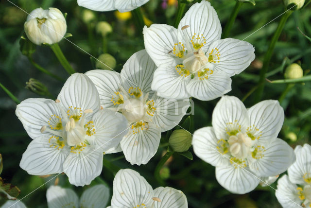 Parnassia (Parnassia palustris)