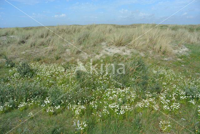 Parnassia (Parnassia palustris)