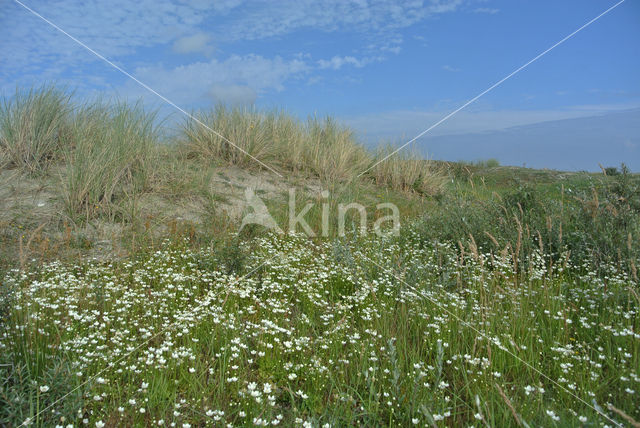 Parnassia (Parnassia palustris)