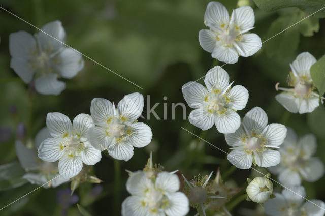 Parnassia (Parnassia palustris)