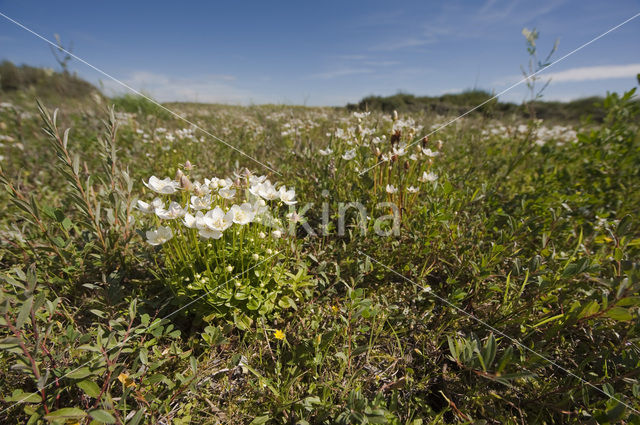 Parnassia (Parnassia palustris)