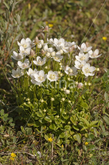 Parnassia (Parnassia palustris)