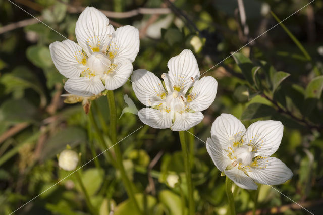 Northern Grass-of-parnassus (Parnassia palustris)