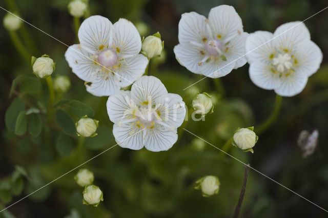 Parnassia (Parnassia palustris)