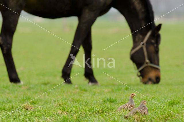 Grey Partridge (Perdix perdix)