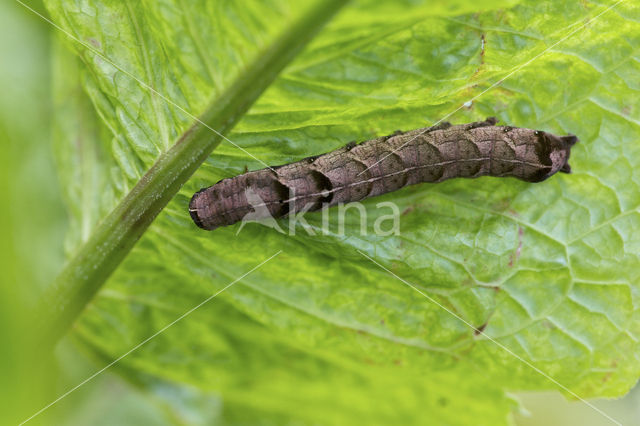 Dot Moth (Melanchra persicariae)