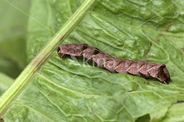 Perzikkruiduil (Melanchra persicariae)