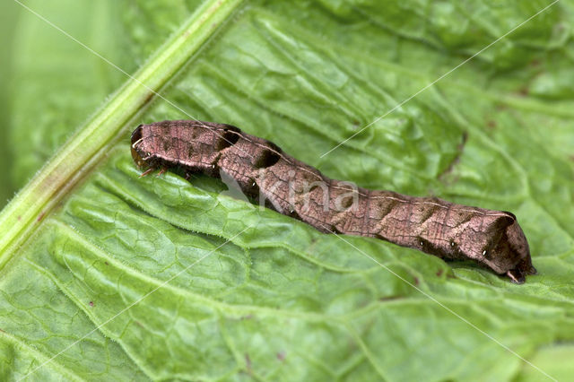 Dot Moth (Melanchra persicariae)