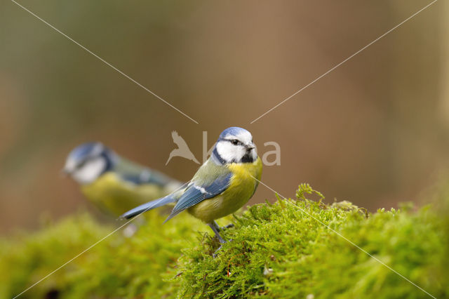 Pimpelmees (Parus caeruleus)