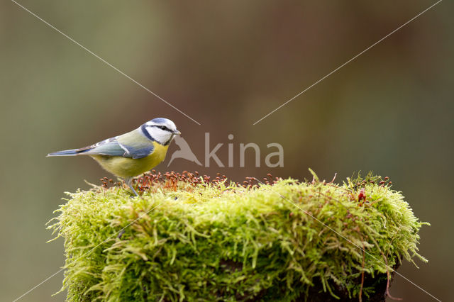 Pimpelmees (Parus caeruleus)