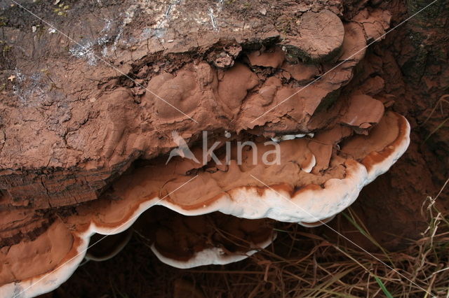 Platte tonderzwam (Ganoderma lipsiense)