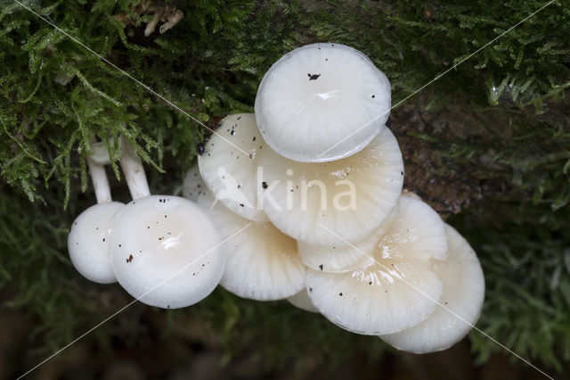 Porcelain fungus (Oudemansiella mucida)