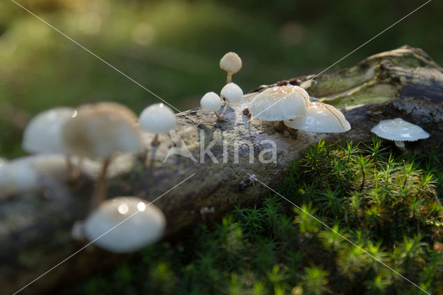 Porcelain fungus (Oudemansiella mucida)