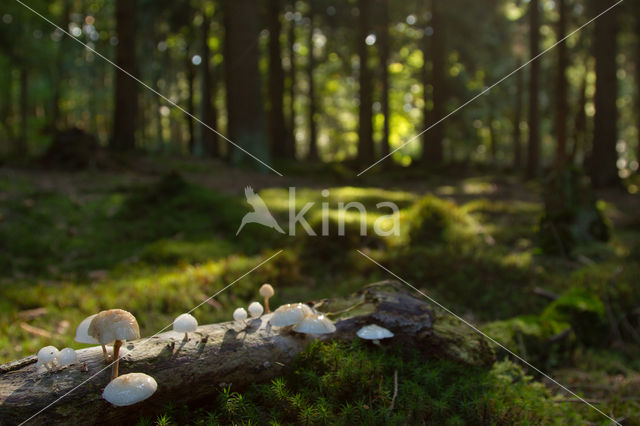 Porcelain fungus (Oudemansiella mucida)