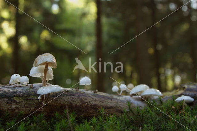 Porcelain fungus (Oudemansiella mucida)