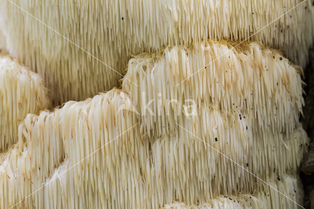 Pruikzwam (Hericium erinaceus)