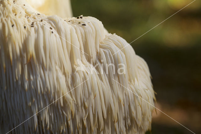 Bearded tooth (Hericium erinaceus)