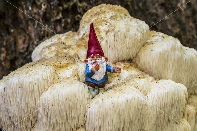 Bearded tooth (Hericium erinaceus)