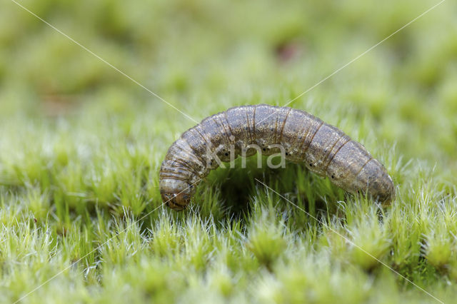 Puta-uil (Agrotis puta)