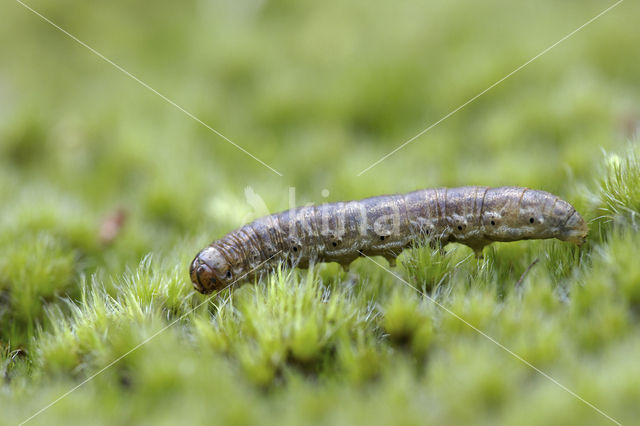 Puta-uil (Agrotis puta)