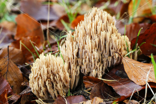 Upright coral (Ramaria stricta)