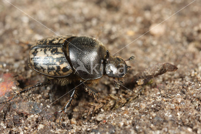 Onthophagus nuchicornis