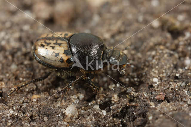 Onthophagus nuchicornis