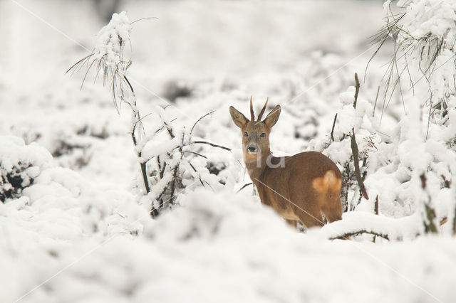 Roe Deer (Capreolus capreolus)