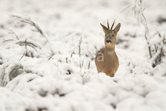 Ree (Capreolus capreolus)