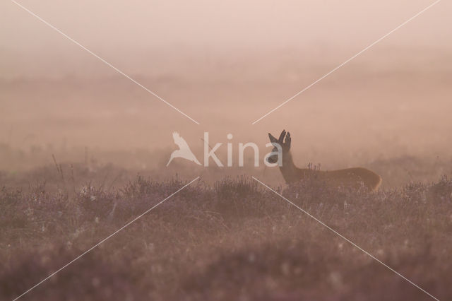 Roe Deer (Capreolus capreolus)