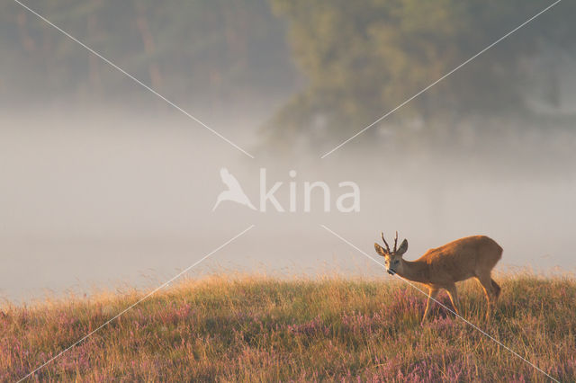 Roe Deer (Capreolus capreolus)