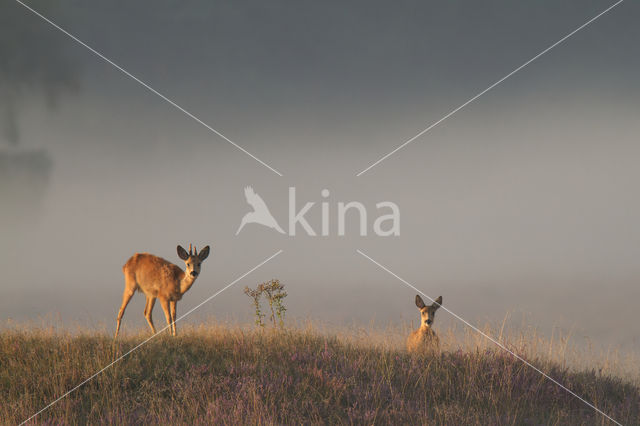 Roe Deer (Capreolus capreolus)