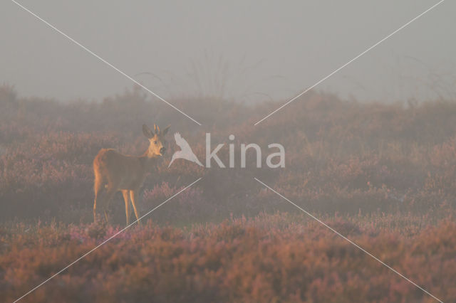 Roe Deer (Capreolus capreolus)