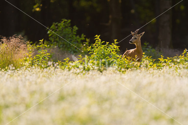 Roe Deer (Capreolus capreolus)