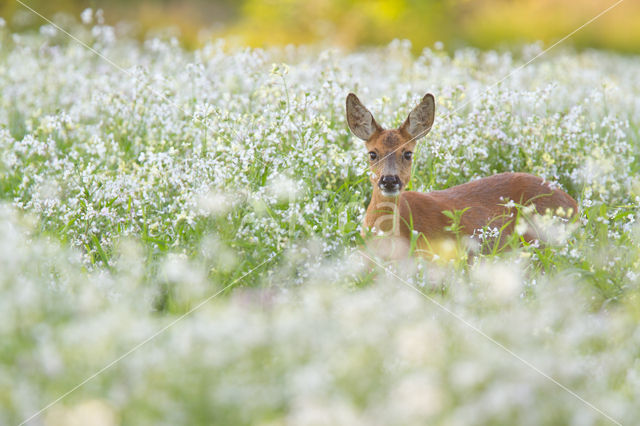 Roe Deer (Capreolus capreolus)