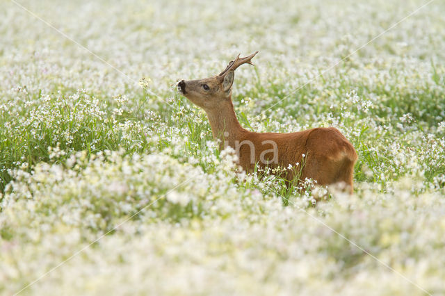 Roe Deer (Capreolus capreolus)