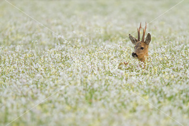 Roe Deer (Capreolus capreolus)