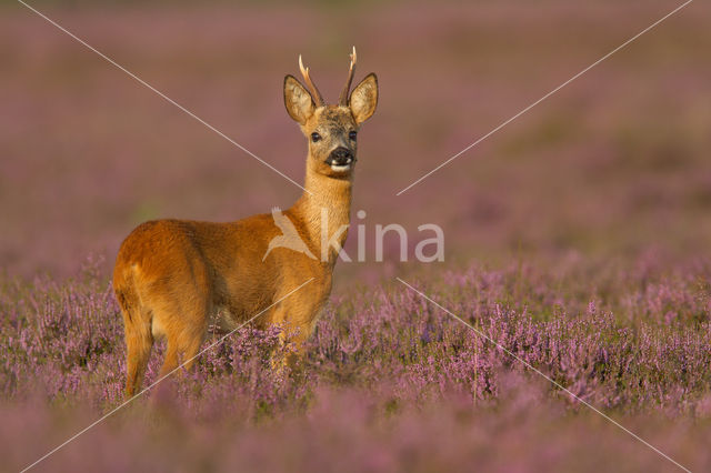 Roe Deer (Capreolus capreolus)