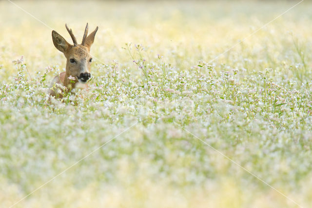 Roe Deer (Capreolus capreolus)