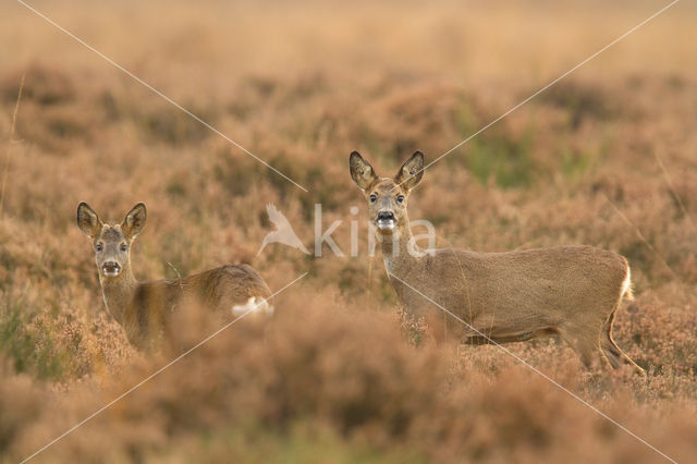 Roe Deer (Capreolus capreolus)