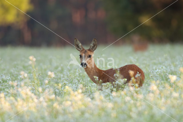 Roe Deer (Capreolus capreolus)