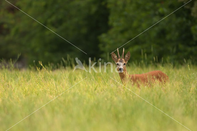 Roe Deer (Capreolus capreolus)