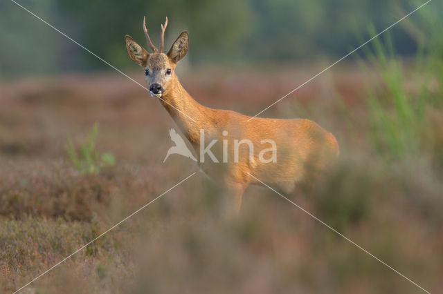Roe Deer (Capreolus capreolus)