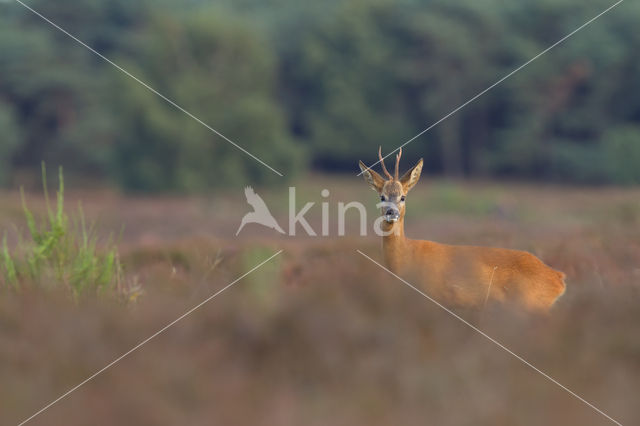 Roe Deer (Capreolus capreolus)