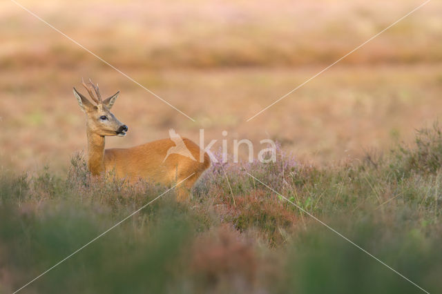 Roe Deer (Capreolus capreolus)